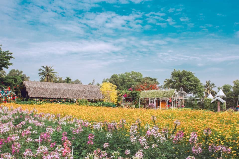 Vườn hoa cosmos rực rỡ với nhà mái lá